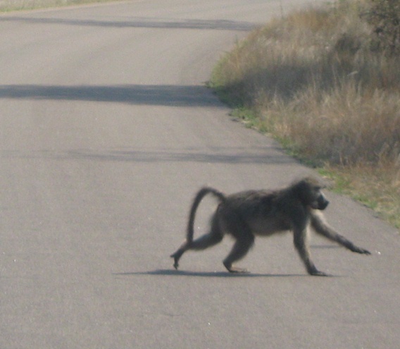 safari Krugerpark - baviaan op de weg